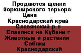 Продаются щенки йоркширского терьера  › Цена ­ 8 000 - Краснодарский край, Славянский р-н, Славянск-на-Кубани г. Животные и растения » Собаки   . Краснодарский край